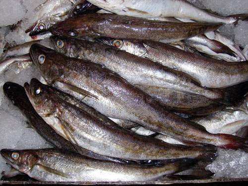 whiting